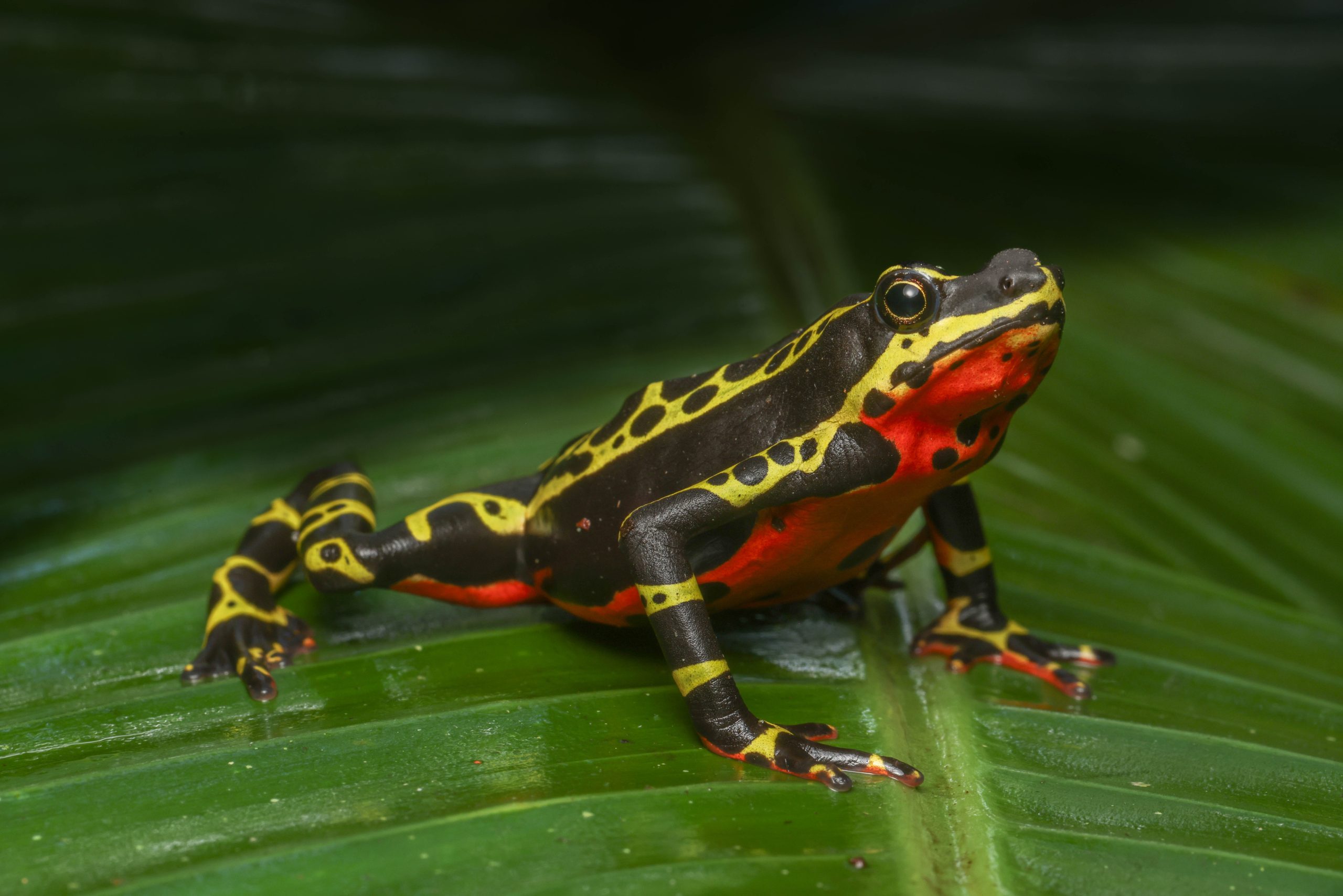 Protecting Ecuador’s Imperiled Amphibians