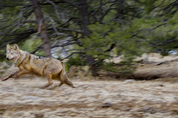 Regina the wolf release