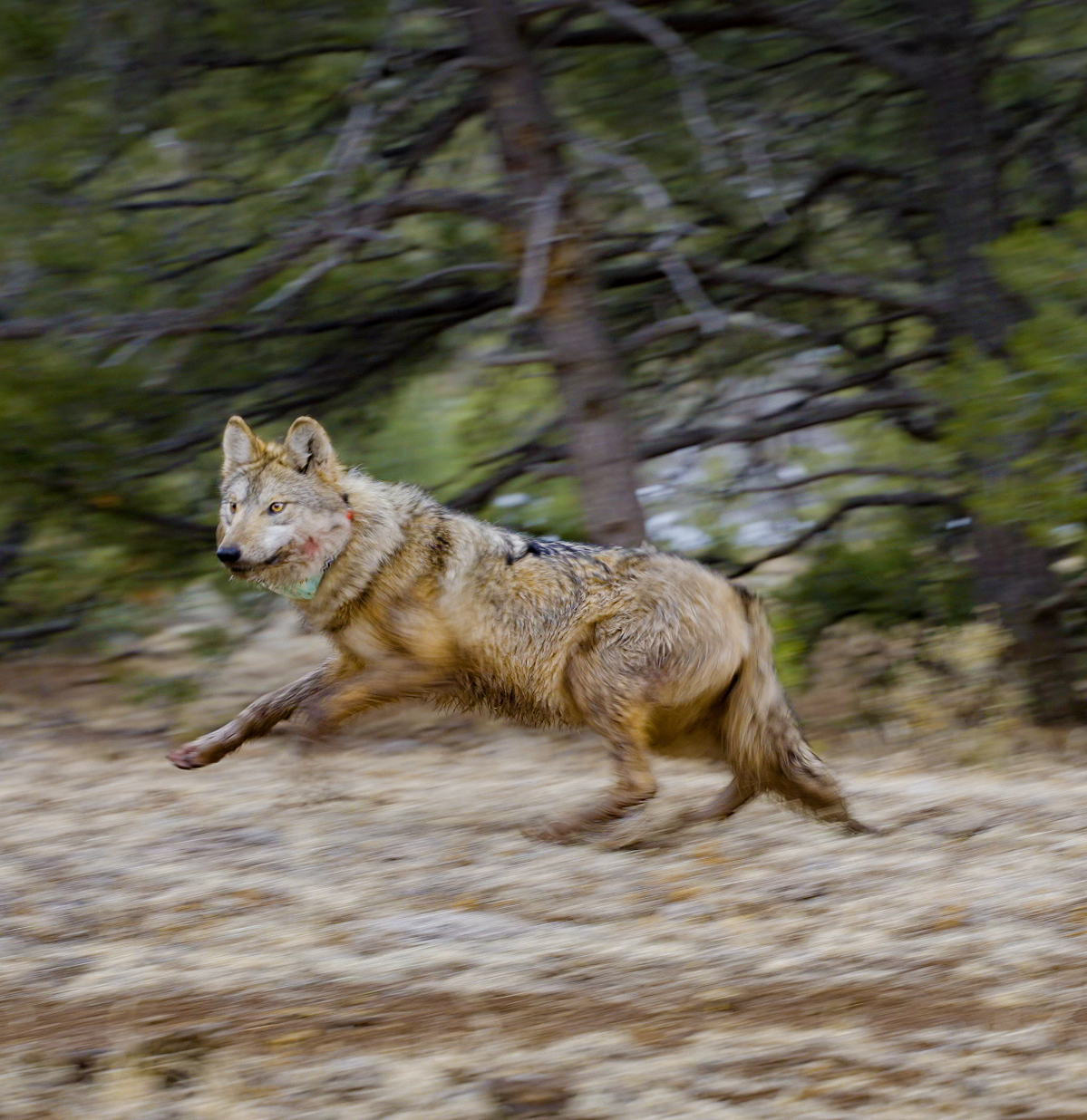 Chapter Member Takes Us Into Mexican Wolf Recovery Effort in New FIlm