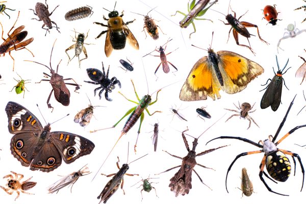 Weeds bbugs fix