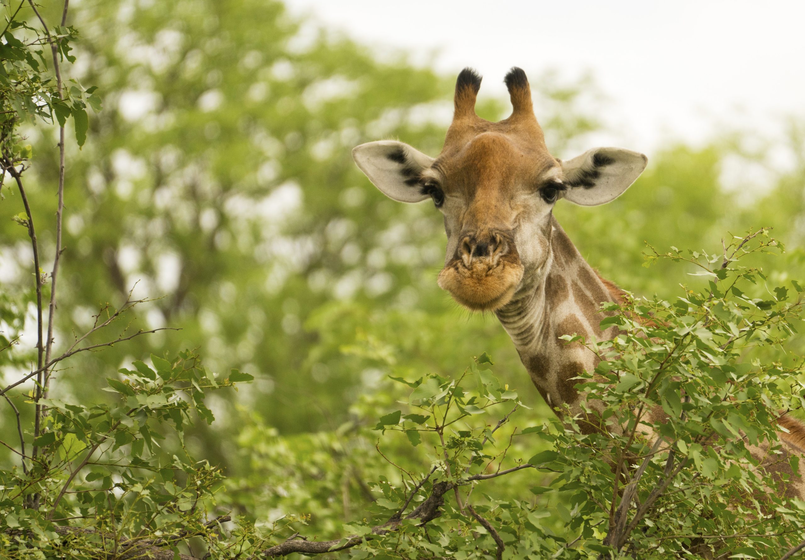 Animal Care & Conservation at the Saint Louis Zoo